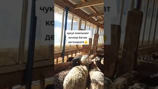 ⚡🔥(20)Чакан бизнес🔥⚡.Откормго🐑 козу кочкор кантип багуу керек.