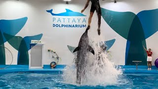 Pattaya Dolphinarium โชว์โลมา พัทยา 2024