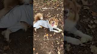 😝😝😝How Cute? Rate From 1-10🐶Outfit Today: Cool Dog Jacket👚It's Reflective✨FuzzyNow⭐FunnyFuzzy