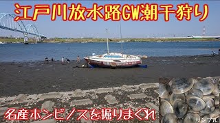 【湾奥】GW江戸川放水路で潮干狩り ホンビノスいらしゃいました‼️