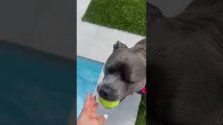 Lulu and Tuktuk’s pool day out 💦☀️ #summer #swim #americanbully #dog #dogs #staffy #puppy #auckland