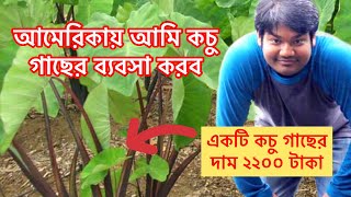 আমেরিকায় আমি কচু গাছের ব্যবসা করব - আমেরিকার হাট বাজারে একটি কচু গাছের দাম ২২০০ টাকা