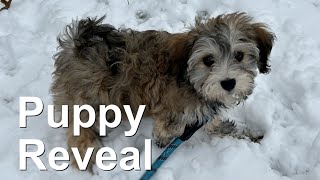 Puppy Reveal! 100 Subscribers Tiny Celebration