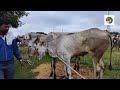 gandasi cattle market cheap affordable hallikar cattle sell all the year