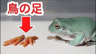 カエルに鳥の足をあげてみた結果…かわいすぎた！