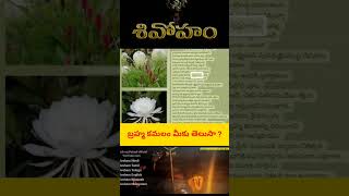 బ్రహ్మ కమలం మీకు తెలుసా ? you know Brahma Kamal Temple @shivohamtelugu  subscribe information