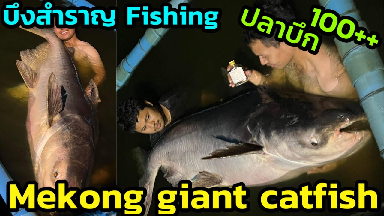 ปลาบึกยักษ์บึงสำราญ 100+ Mekong Giant Catfish บ่อตกปลาระดับโลก Mekong ...