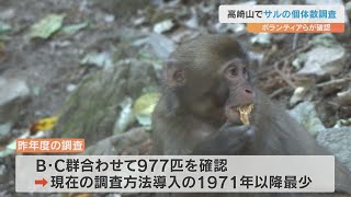 高崎山に生息するサルの実態を把握する個体数調査が始まる