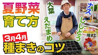 【夏野菜栽培5月】種まきから始める生姜、落花生、オクラ、パクチー