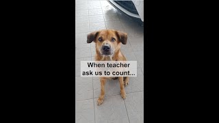 看狗狗数拍子😂 要笑死 | Dogs counting beats 😂 its so funny