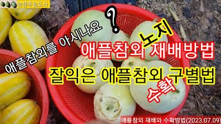 애플참외 노지 재배방법, 애플참외 수확시기, 애플참외 맛, 잘익은 애플참외 수확하기