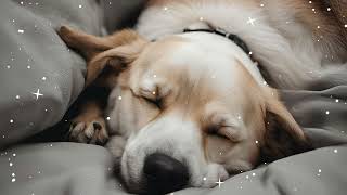 Relax My Dog with the BEST Calm Music for Separation Anxiety