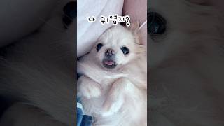 귀여우니까 만져달라는 강아지 #장모치와와 #chihuahua #둥이