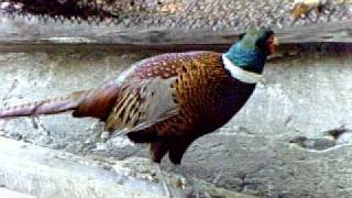 Pheasant ხოხობი