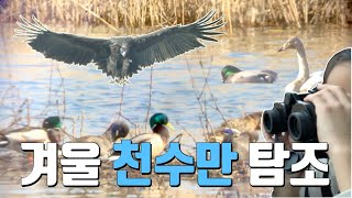 천수만 겨울 탐조 ㅣ Winter birding at Cheonsu Bay