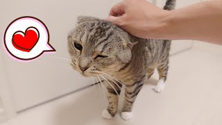 飼い主と猫のコミュニケーション。ゴロゴロ言ったり可愛い鳴き声で鳴く猫。