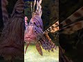 lion fish😮😍 basel zoo shorts viral switzerland