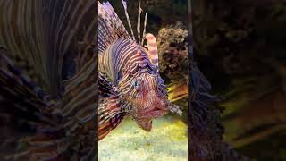 Lion fish😮😍 Basel Zoo #shorts #viral #switzerland