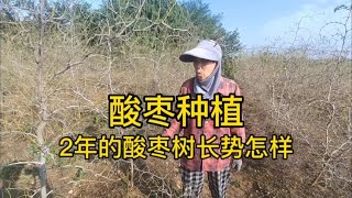 两年的酸枣树长势怎样？如何控制旺长提升挂果率？#抖音助农