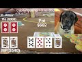 even a donkey can win at capitol casino poker vlog 48