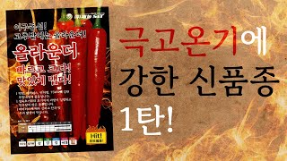 극고온기에 강한 🌶️고추 신품종 1탄!