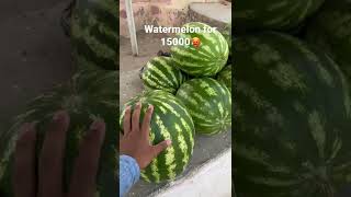 Watermelon costs 15000 in Uzbekistan