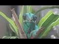 nosy be panther chameleon unboxing