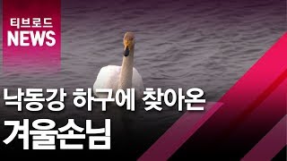 [부산]낙동강 하구에 찾아온 겨울손님/티브로드