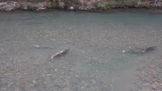 El río lleno de Salmones!  Peleando por su lugar en el Río