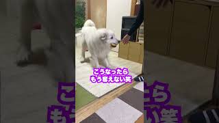 絶対おやつを渡したくない超大型犬が可愛い。。　#shorts