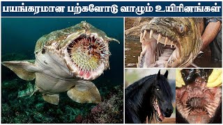 விசித்திரமான பற்கள் கொண்ட விலங்குகள் | Animals With The Strangest Teeth @Howisitinfo #stangestteeth