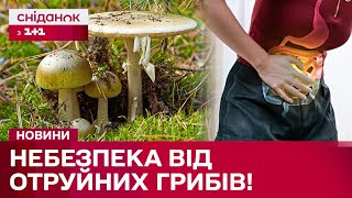 Отруєння грибами з ЛЕТАЛЬНИМИ наслідками! Які симптоми не варто ігнорувати?