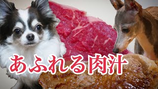 鉄のフライパンで焼いた牛ステーキを食べたチワワとイタリアングレーハウンド（イタグレ）～ルナ、3回目のうちの子記念日～【アンガスビーフ】【Angus beef】【デバイヤー】