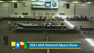 2021 AOA National Alpaca Show - Day 1, Part 2