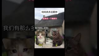 愿世界和平   #猫meme #喵不可言 #猫meme小剧场 #cat #喵 #战争 #和平 #shorts