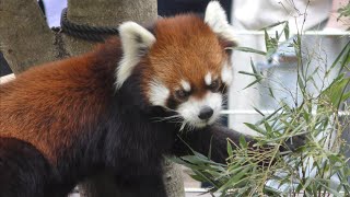 レッサーパンダ　ガオガオくん　笹の葉食べて屋内に戻って　【のんほいパーク】Red panda Gaogao-kun Toyohashi Zoo