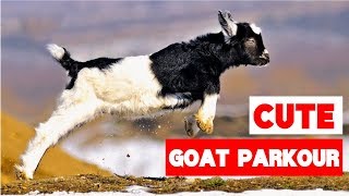 Greatest Baby Goat Jumping and Parkour Compilation!