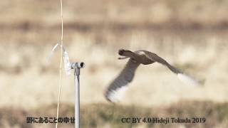 チョウゲンボウ 狩りの獲物はタヒバリ 関東の農耕地 1月中旬 野鳥FHD 空屋根FILMS#808