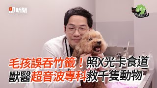 毛孩誤吞竹籤！照X光卡食道 獸醫超音波專科救千隻動物｜狗｜貓｜慈愛動物醫院｜東森寵物雲