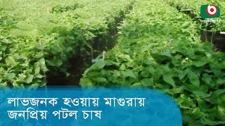 লাভজনক হওয়ায় মাগুরায় জনপ্রিয় পটল চাষ | Cataract Production | BD News Today