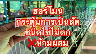 ฮอร์โมนกระตุ้นการเป็นสัดหรือเร่งการเป็นสัด แบบชนิด”ไข่ไม่ตก” ❌ห้ามผสมเด็ดขาด