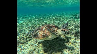 Mit Schildkröten auf Gili Meno relaxen, Laba Laba Bungalow - 4K