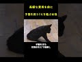 交通事故に遭った黒猫を必死に救おうとした女性！！🐱