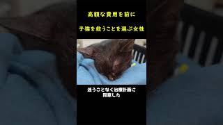 交通事故に遭った黒猫を必死に救おうとした女性！！🐱