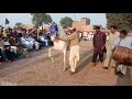 beautiful desi nukra horse dance in pakistan 2019