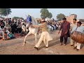 beautiful desi nukra horse dance in pakistan 2019