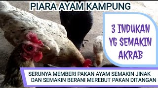 SERUNYA KASIH PAKAN AYAM KAMPUNG. SEMAKIN JINAK DAN SEMAKIN BERANI REBUT PAKAN DITANGAN.