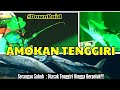 SERANGAN MENGEJUT TENGGIRI DINIHARI | Amukan Tenggiri #tenggiri  #borneo  #bottomfishing #mancing