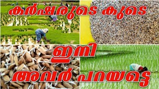 ഇന്ന് കർഷകരുടെ കൂടെ|| നെൽ കൃഷി||nelkrishi||krishi malayalam||paddy cultivation||