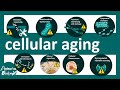 Cellular aging | Cellular Aging and Genomic Instability: Definition & Overview – Aging | USMLE step1